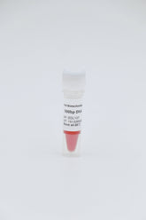 1kb plus DNA Ladder                     250bp-10000bp